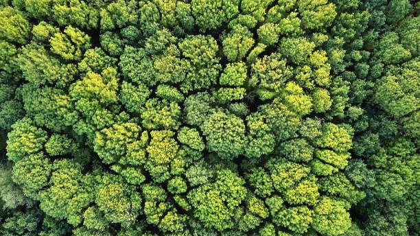 Aerial top view of green trees forest as natur background Beautiful vibrant background consisting of trees of the forest. Texture of forest view from above. plant nursery photos stock pictures, royalty-free photos & images