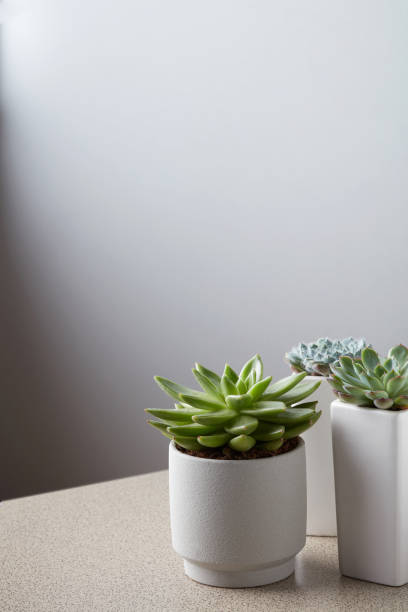 istock Small plant in white pot on stone table against neutral wall background 973060766