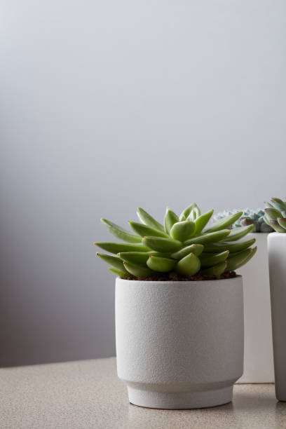 istock Small plant in pot succulents on gray table 973060808