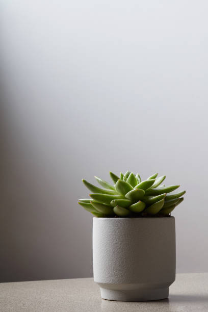 istock Fresh succulent plant in stone pot on light background. 973062982