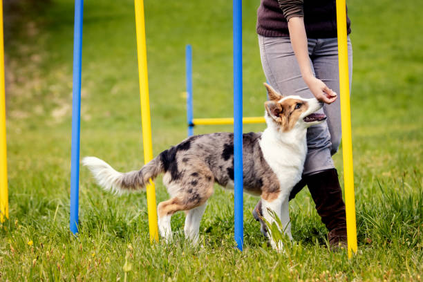 istock Cute puppy dog learning with weave poles, agility train for more activity and concentration 973063240