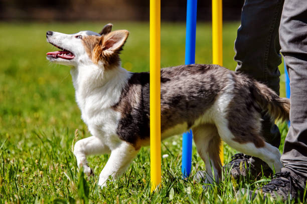 istock Cute puppy dog training with weave poles, agility train with help from abstacles 973063320