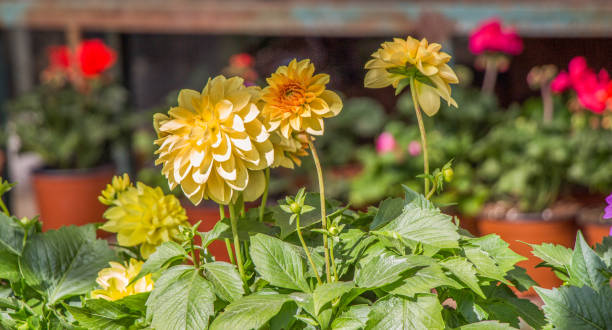 istock Beautiful flowers as a background 973063564