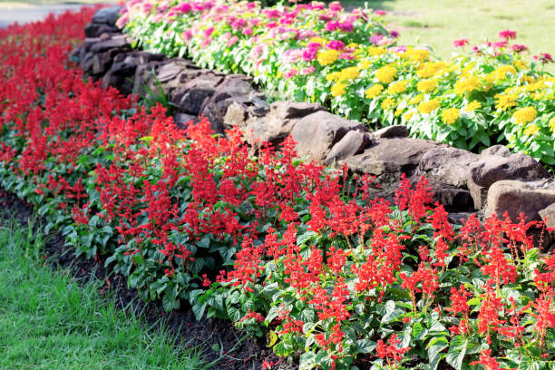 istock Red flower on plots. 973067278