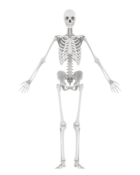istock Human Skeleton Anatomy Isolated 973075324