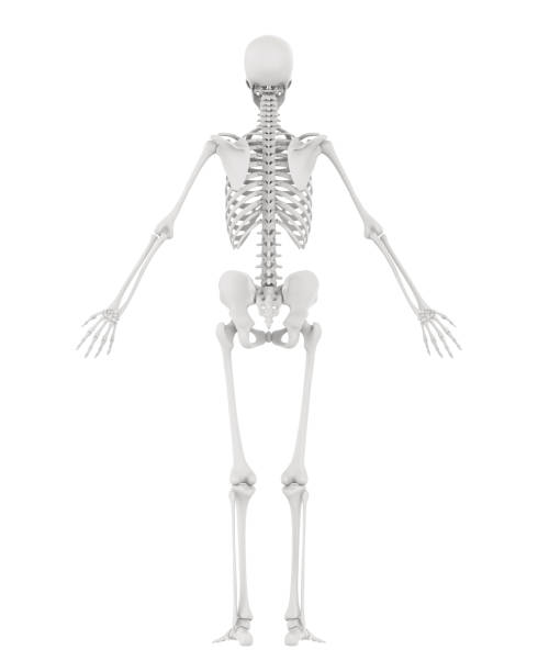 istock Human Skeleton Anatomy Isolated 973075410