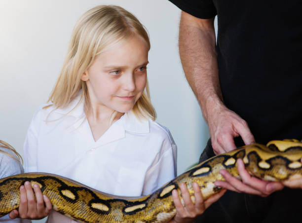 istock Brave little girl handles a snake, a giant Burmese python 973079616
