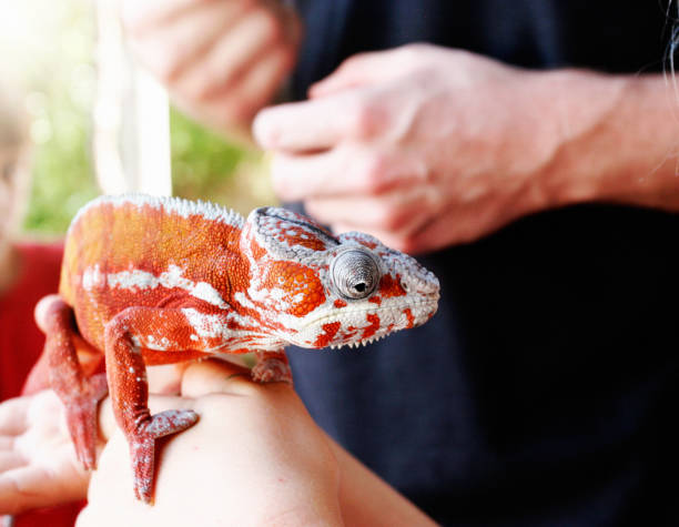 istock Child handles a giant chameleon from Madagascar 973082024