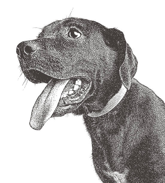 illustrazioni stock, clip art, cartoni animati e icone di tendenza di illustrazione mezzotint di un labrador retriever nero - dog black labrador retriever animal nose
