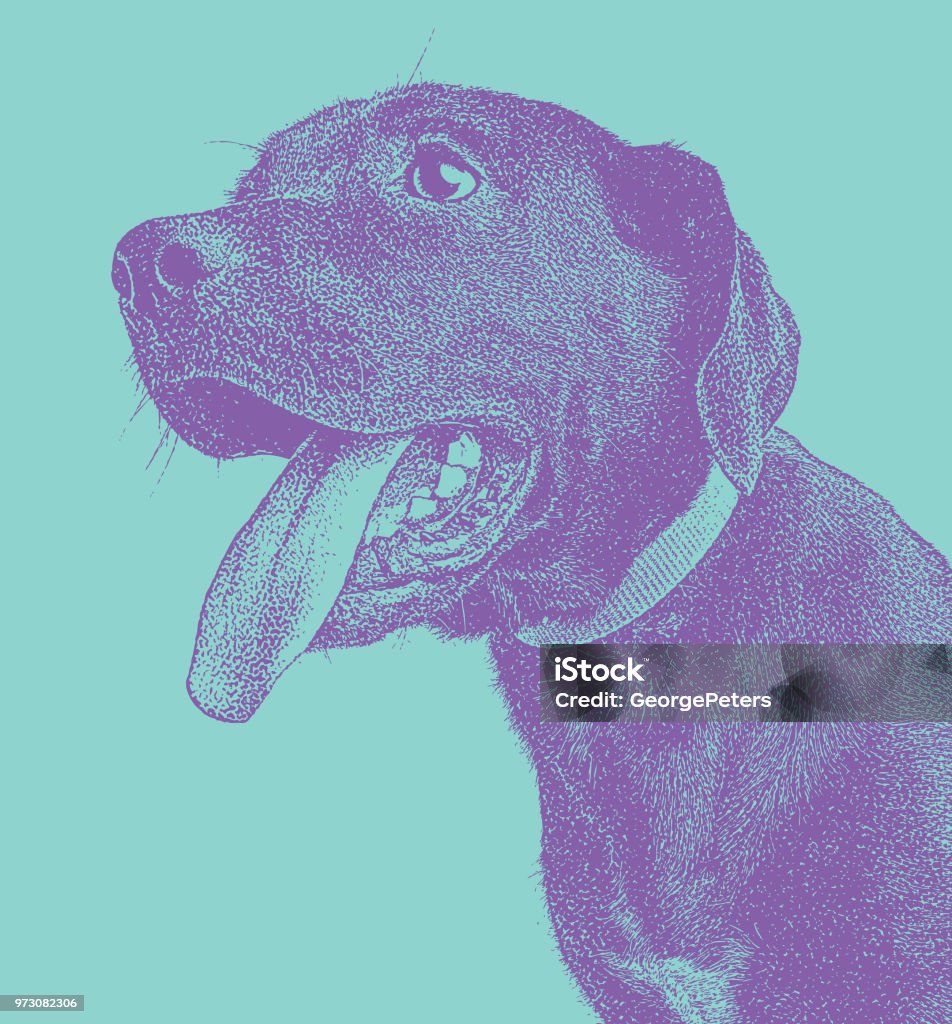 Mezzotint illustration of a Black Labrador Retriever Animal stock vector