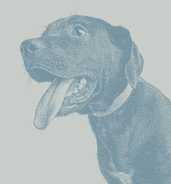 illustrazioni stock, clip art, cartoni animati e icone di tendenza di illustrazione mezzotint di un labrador retriever nero - dog black labrador retriever animal nose