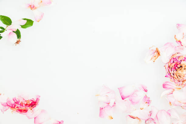 istock Romantic abstraction. Petals of withered roses on white background 973091938