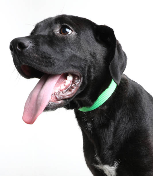labrador retriever cane sperando di essere adottato - dog black labrador retriever animal nose foto e immagini stock