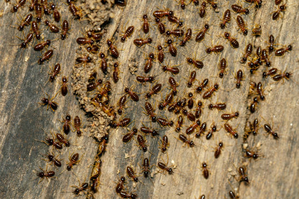 istock Image of termites are on stumps. Insect. Animal. 973092202