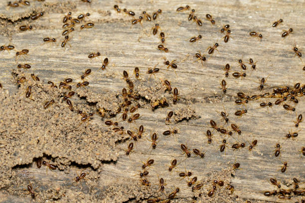 Image of termites are on stumps. Insect. Animal. stock photo