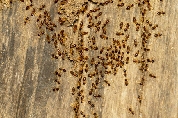 istock Image of termites are on stumps. Insect. Animal. 973092482