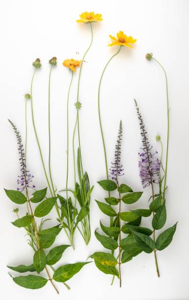 istock Flowers and leaves 973092770
