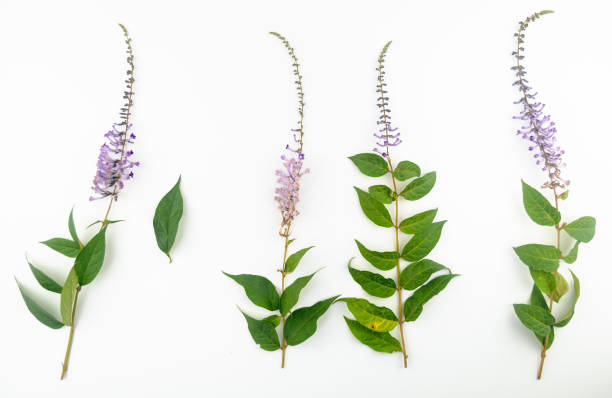 istock Flowers and leaves 973092780