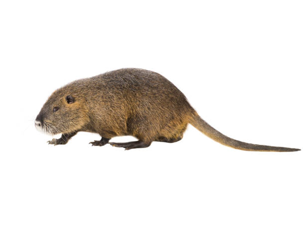 istock Coypu (Myocastor coypus) aka river rat or nutria mammal animal 973092828