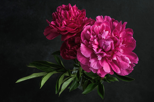 Beautiful pink peonies on dark background. Floral still life