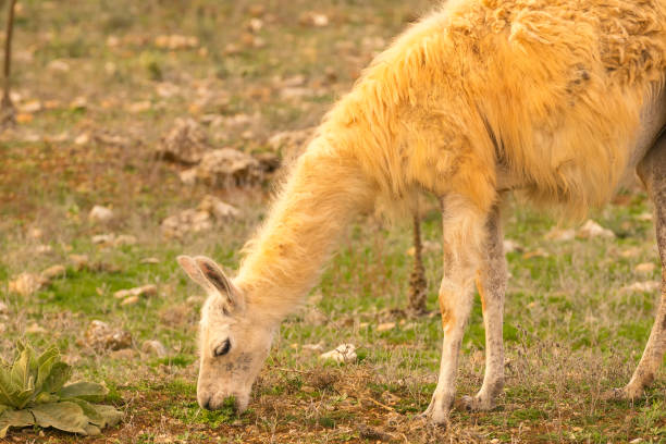 istock Lama eating grass out in the nature. 973096228