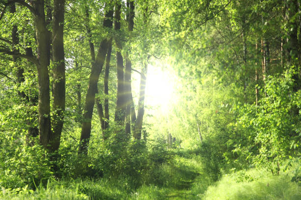 istock green, forest and sunshine 973096552