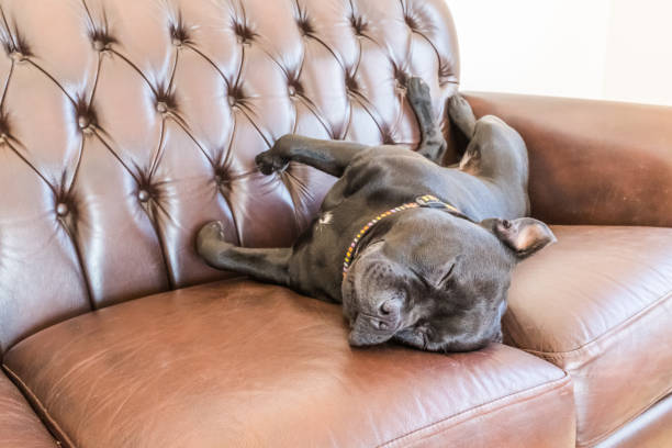 best gifts for new dog parents