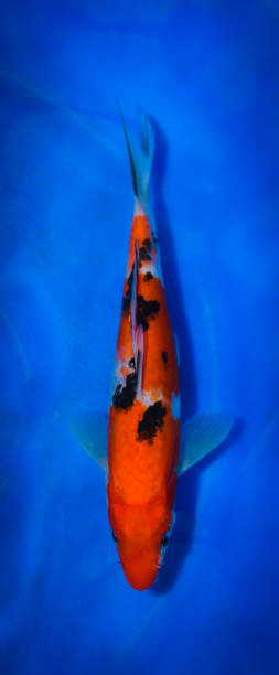 istock Colorful Japanese Fancy Koi Carp Fish 973102934