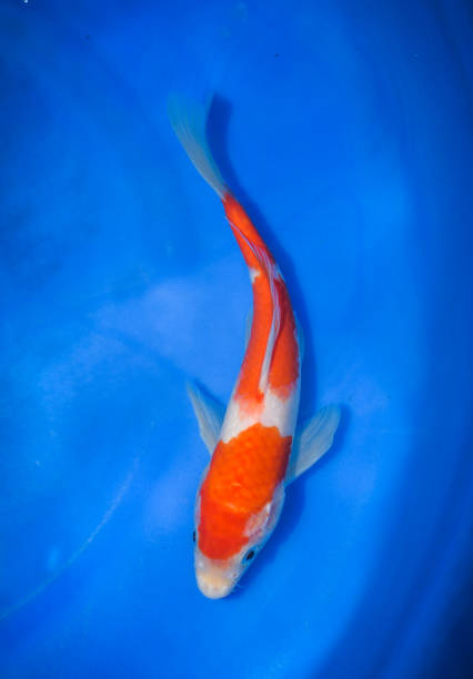 istock Colorful Japanese Fancy Koi Carp Fish 973103826