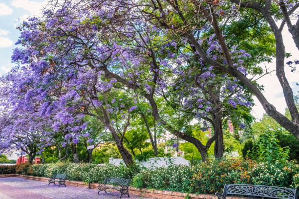 istock Jacaranda trees in Ayamonte, Andalucia, Spain 973103844