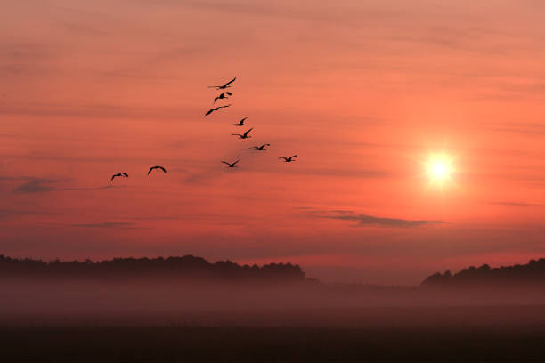 istock birds on the background of the setting sun 2 973103884