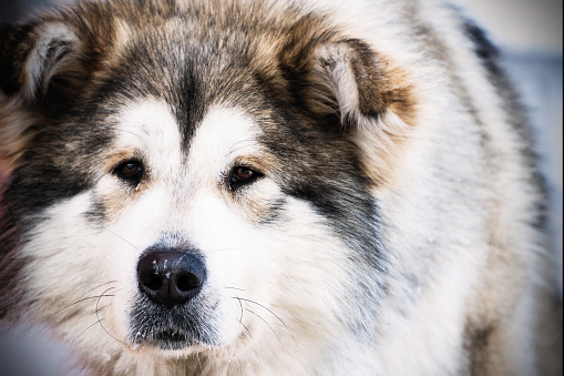 Portrait of a big dog mongrel closeup