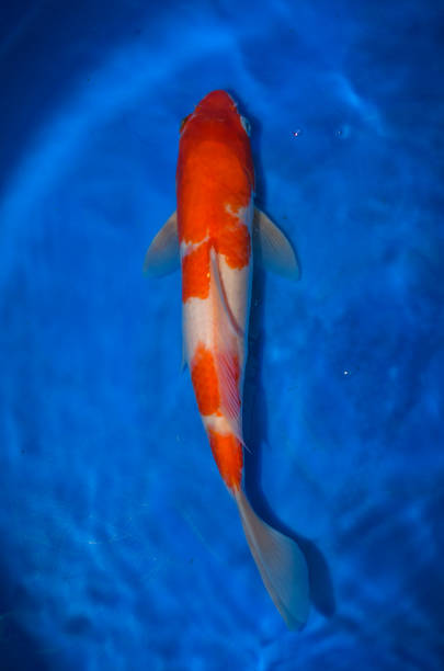 istock Colorful Japanese Fancy Koi Carp Fish 973108824