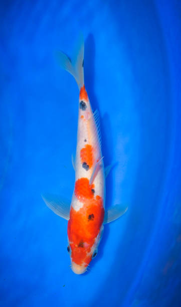 istock Colorful Japanese Fancy Koi Carp Fish 973108830