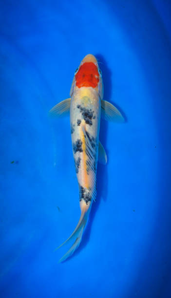 istock Colorful Japanese Fancy Koi Carp Fish 973108886