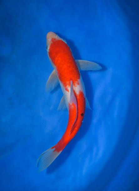 istock Colorful Japanese Fancy Koi Carp Fish 973108970