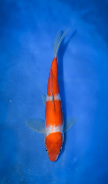 istock Colorful Japanese Fancy Koi Carp Fish 973109216