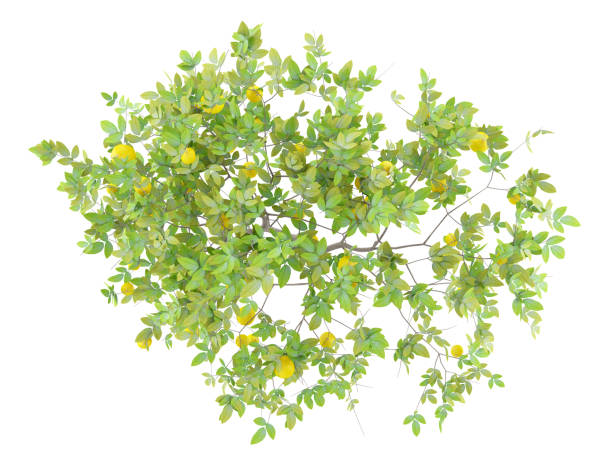 istock top view of lemon tree with lemons isolated on white background 973112254
