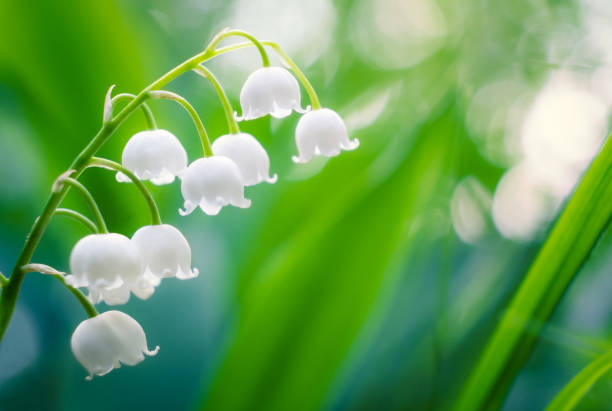 lily of the valley con sfondo bokeh alla sera d'estate in finlandia - lily nature flower macro foto e immagini stock