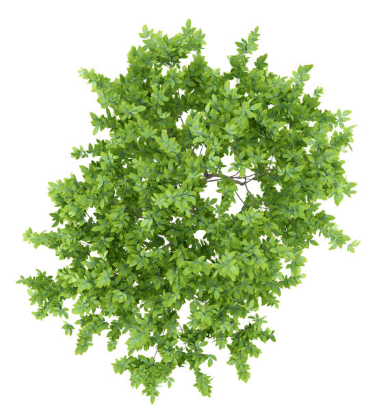 istock top view of lemon tree isolated on white background 973112390