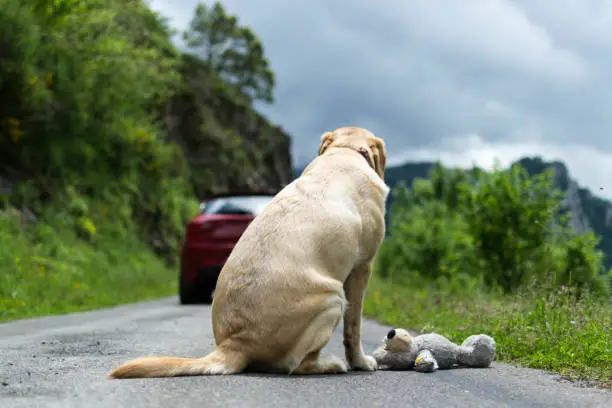 A dog watches the car leave