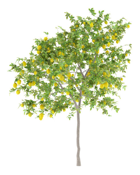 istock lemon tree with lemons isolated on white background 973112548