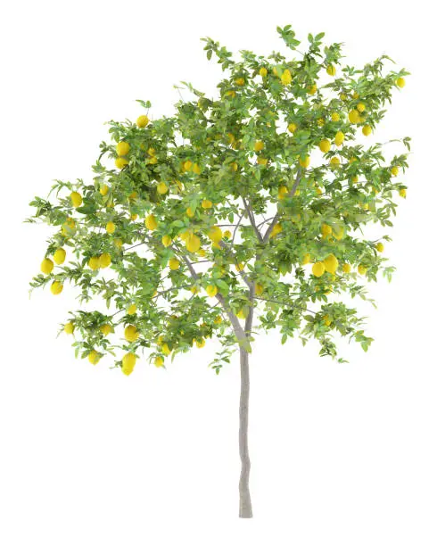 Photo of lemon tree with lemons isolated on white background