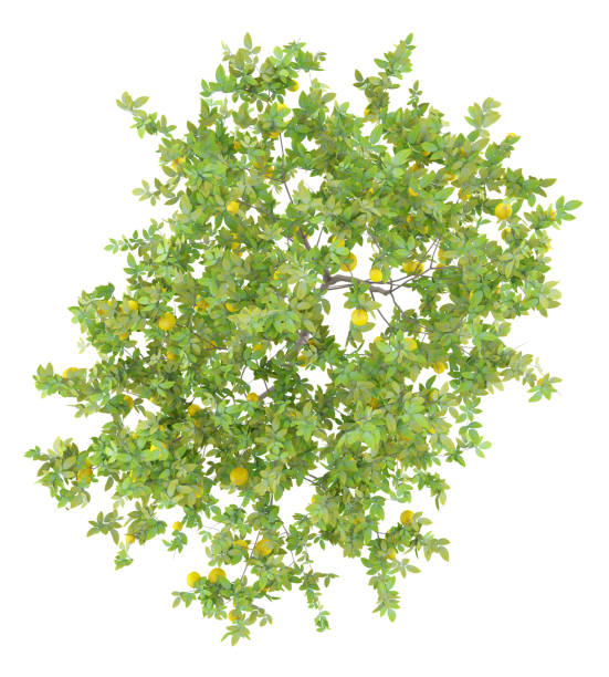 istock top view of lemon tree with lemons isolated on white background 973112574