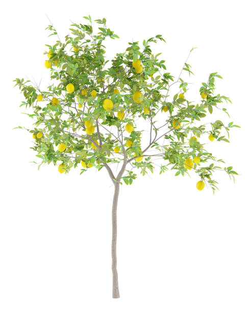 zitronenbaum mit zitronen isoliert auf weißem hintergrund - lemon lemon tree tree branch stock-fotos und bilder
