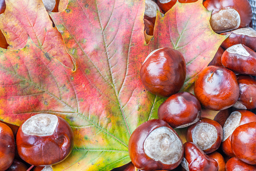 Colorful autumn leaves with chestnuts