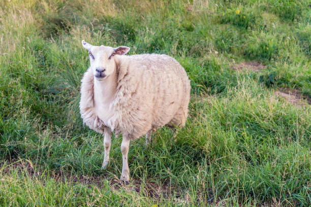 Portrait of a sheep in winter coat