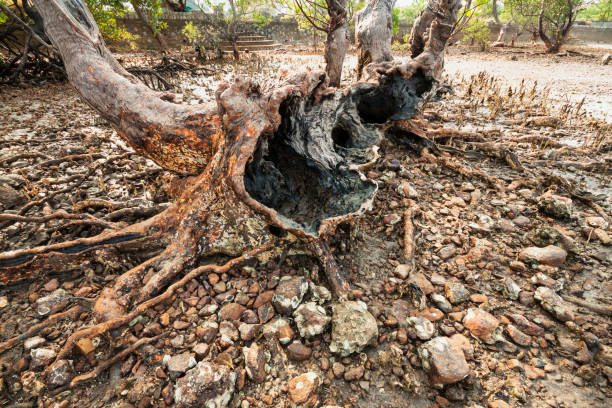 istock An Old mangrove tree log and roots 973121980