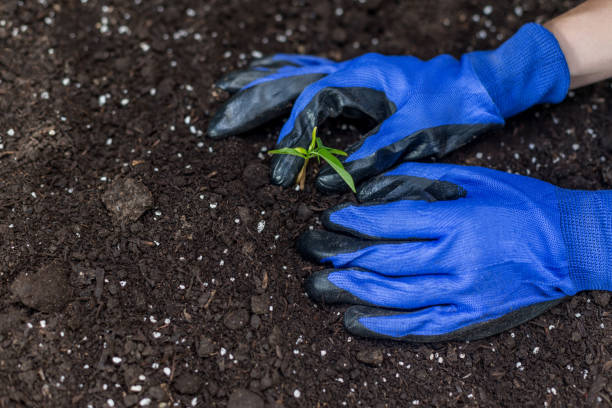 istock Woman planting a seedling 973121986