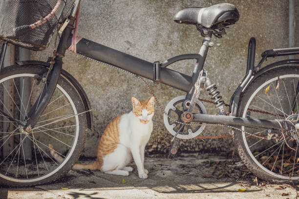 istock Stray Cat in town, Hong Kong 973124038